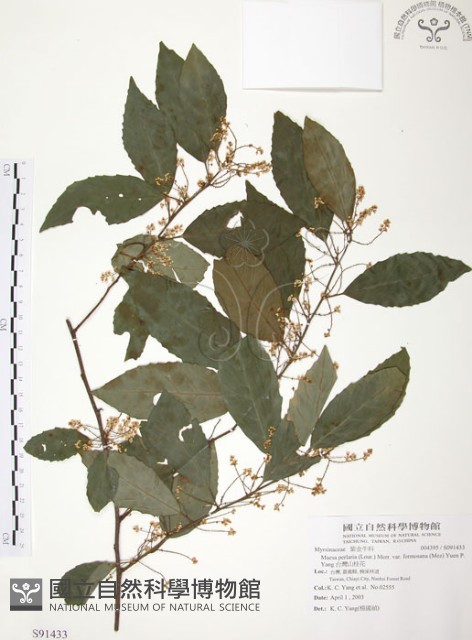 台灣山桂花藏品圖，第1張