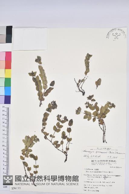 Accession Number:S050133 Collection Image