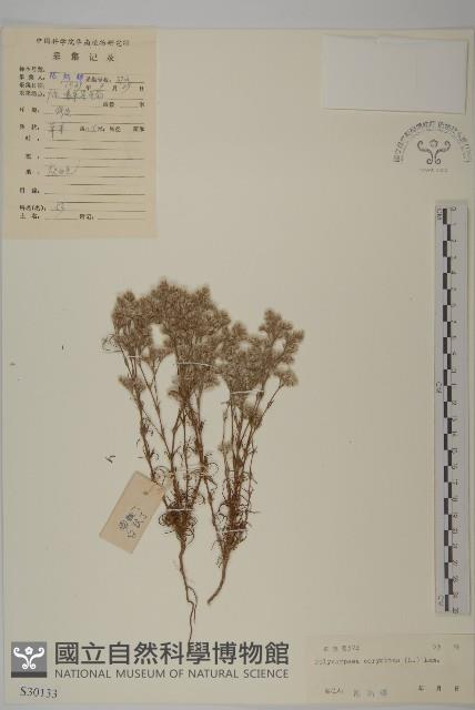 白鼓釘藏品圖，第1張