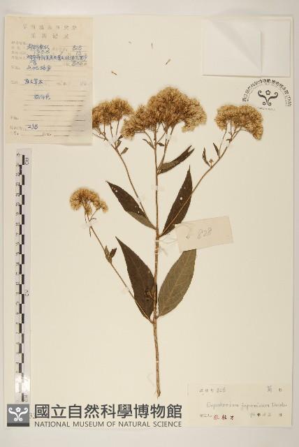 佩蘭、澤蘭藏品圖，第1張