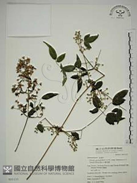 梨山小蓑衣藤藏品圖，第1張