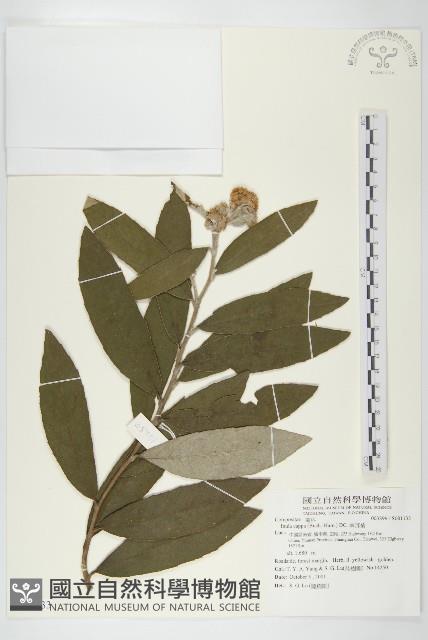 羊耳菊藏品圖，第1張