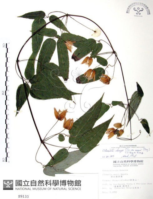 森氏鐵線蓮藏品圖，第1張