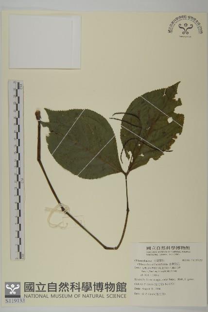 臺灣及己藏品圖，第1張