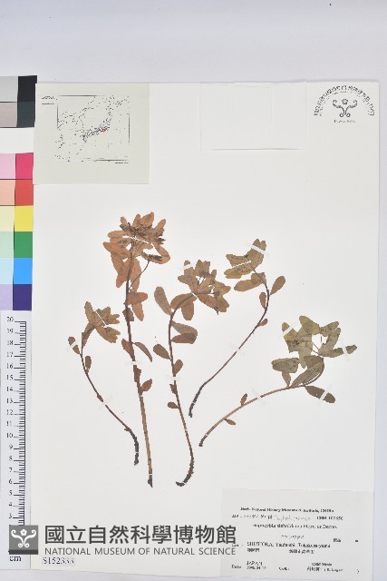 鉤腺大戟藏品圖，第1張