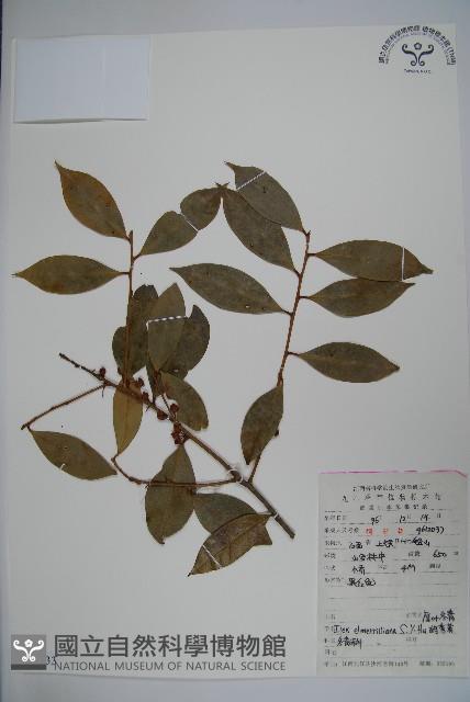 厚葉冬青藏品圖，第1張