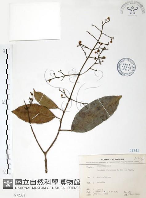 山香圓藏品圖，第1張