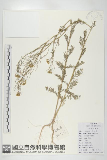 播娘蒿藏品圖，第1張
