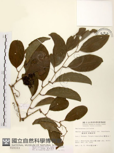 糙莖菝契藏品圖，第1張