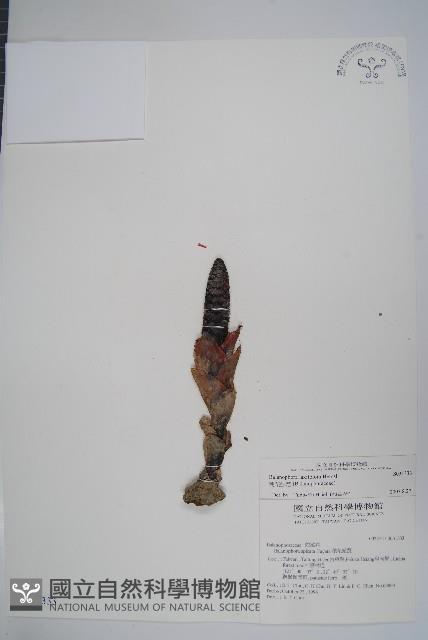 穗花蛇菰藏品圖，第1張