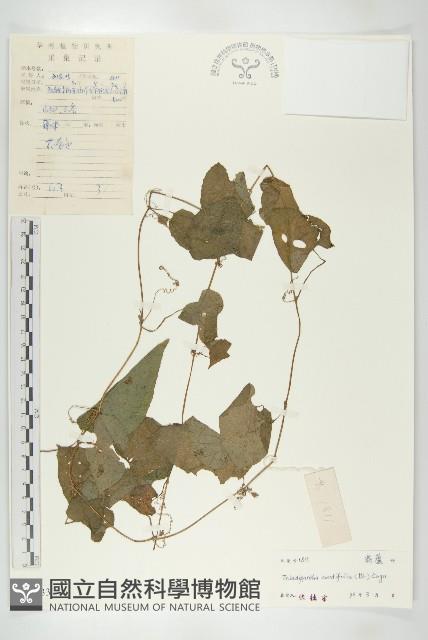 大苞赤瓟藏品圖，第1張