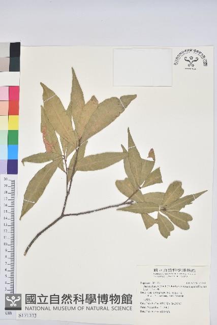 三斗石櫟藏品圖，第1張