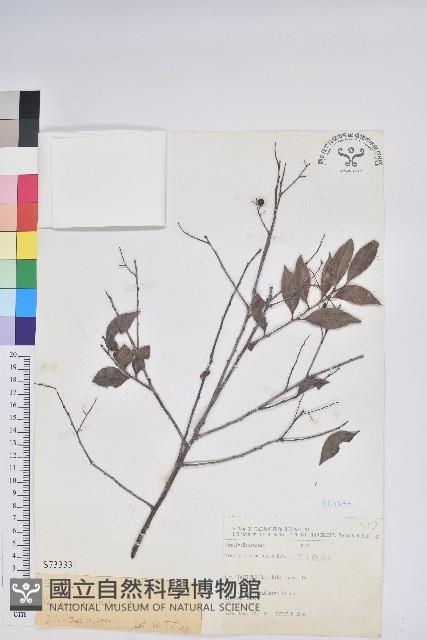 米飯花藏品圖，第1張