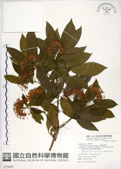 台灣梭羅樹藏品圖，第1張