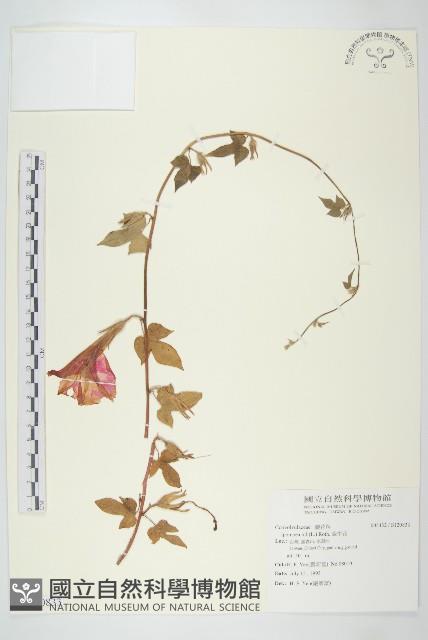 紫花牽牛、美洲牽牛花藏品圖，第1張