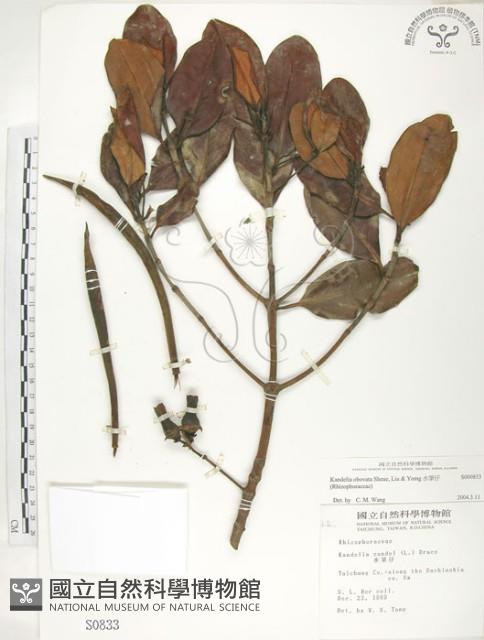 水筆仔藏品圖，第1張