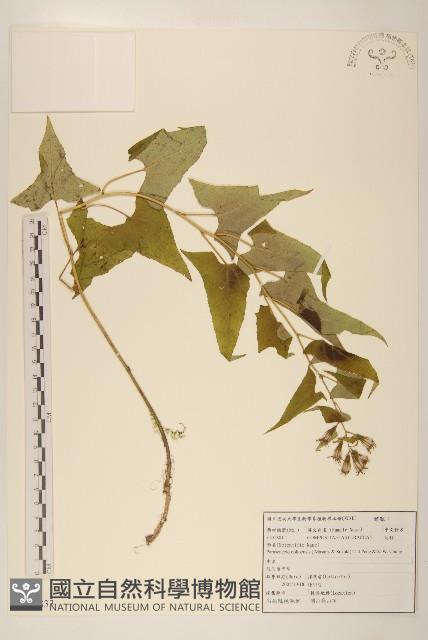 能高蟹甲草藏品圖，第1張