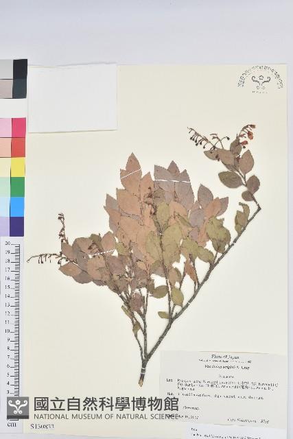 大葉越橘、來特氏越橘藏品圖，第1張