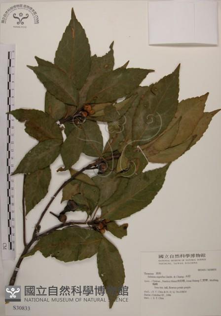 木荷藏品圖，第1張