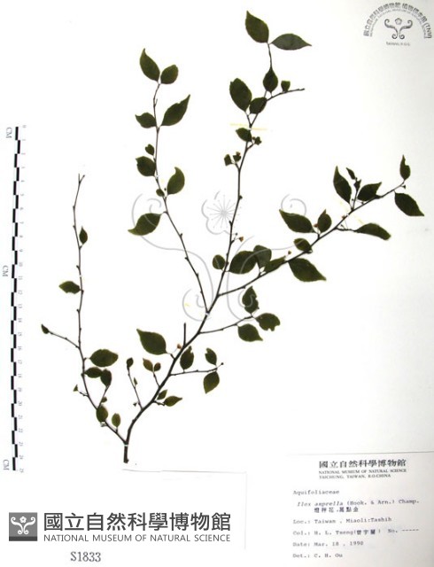 燈稱花、烏雞骨藏品圖，第1張
