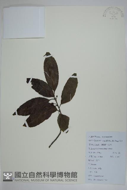 冬青藏品圖，第1張