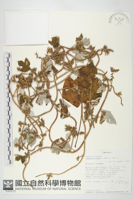 登錄號:S095833藏品圖，第1張