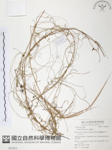 無根草藏品圖，第1張