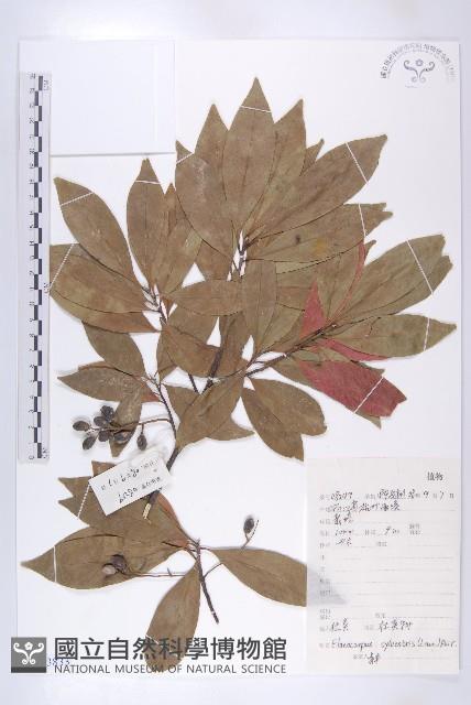 杜英、山杜英、蘭嶼杜英藏品圖，第1張