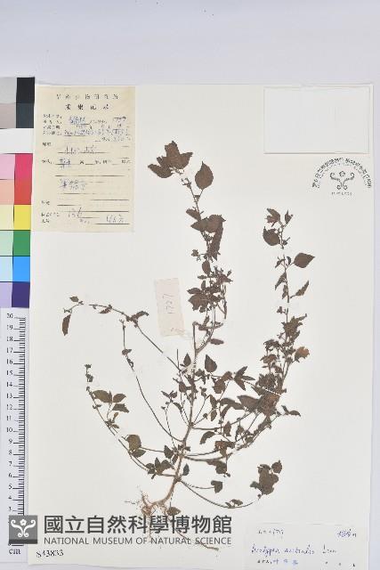 鐵莧菜藏品圖，第1張