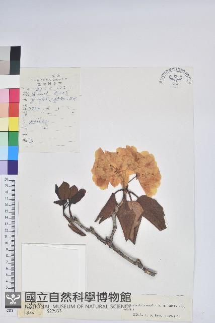 黃杯杜鵑藏品圖，第1張