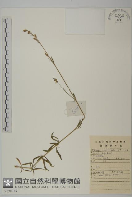 石縫蠅子草藏品圖，第1張