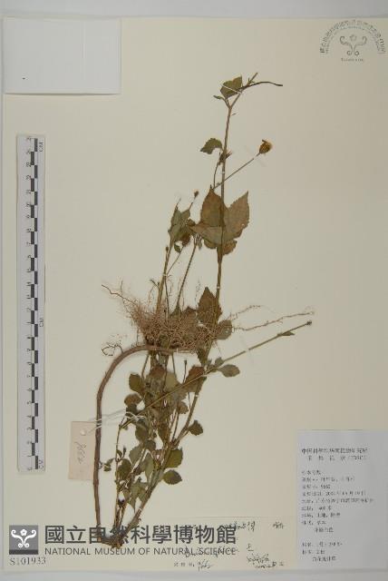 白花鬼針藏品圖，第1張