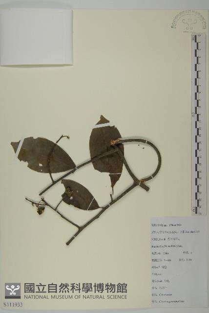 哥蘭葉藏品圖，第1張