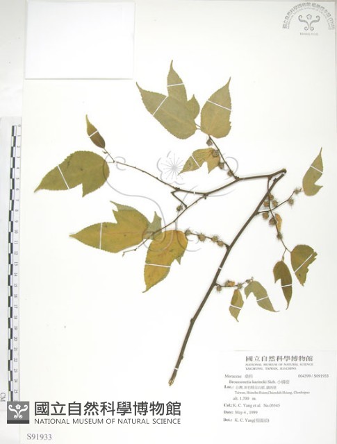 小構樹藏品圖，第1張