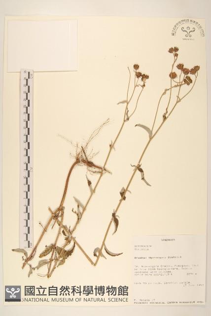 登錄號:S095933藏品圖，第1張