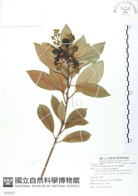 豬腳楠藏品圖，第1張