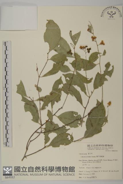 南華南蛇藤，青江藤藏品圖，第1張