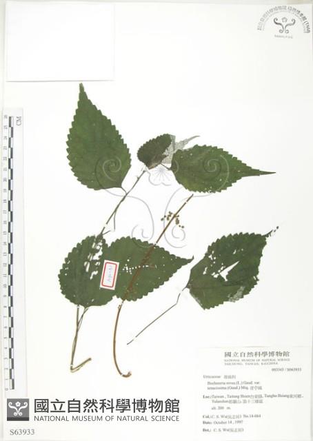 青苧麻藏品圖，第1張