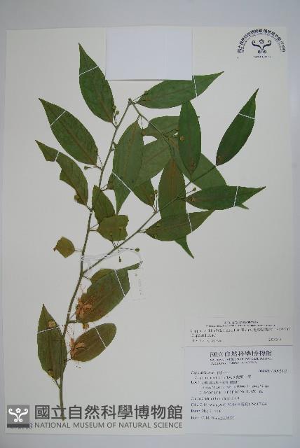 毛瓣蝴蝶木藏品圖，第1張