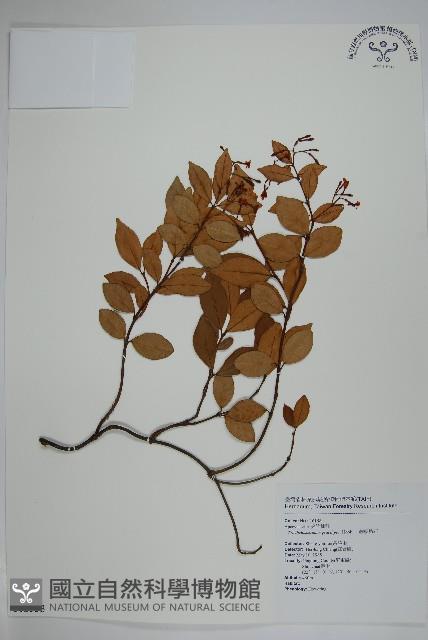 細梗絡石藏品圖，第1張