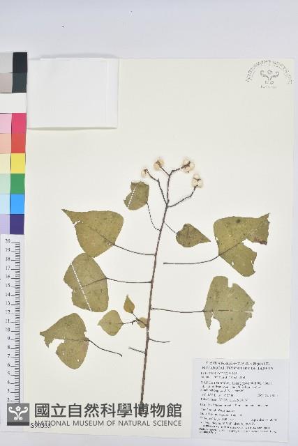 烏臼藏品圖，第1張