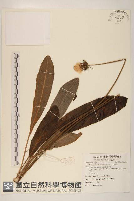 火輪菊藏品圖，第1張