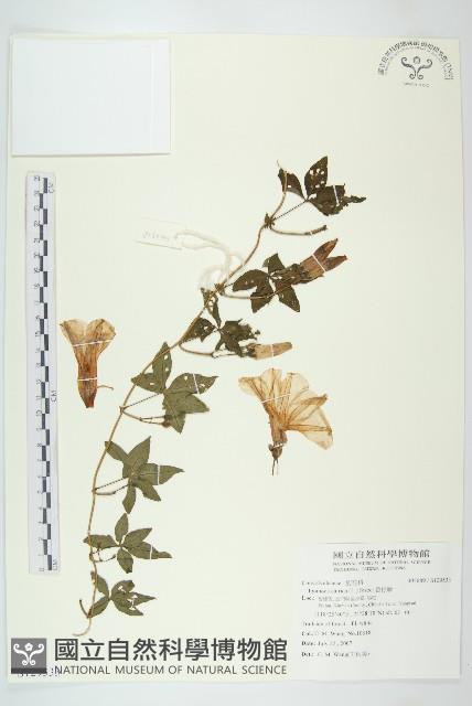 番仔藤藏品圖，第1張