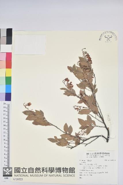 登錄號:S109533藏品圖，第1張