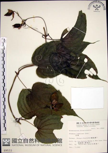 Accession Number:S009533 Collection Image