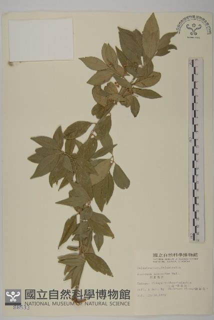 刺果衛矛藏品圖，第1張