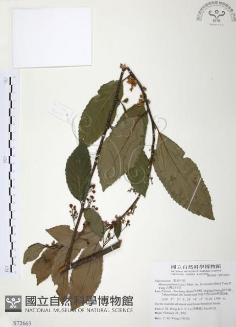 台灣山桂花藏品圖，第1張