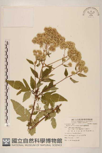 臺灣澤蘭藏品圖，第1張