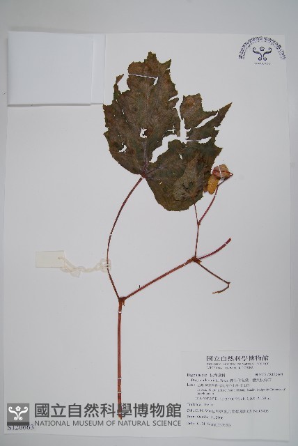 裂葉秋海棠、巒大秋海棠藏品圖，第1張