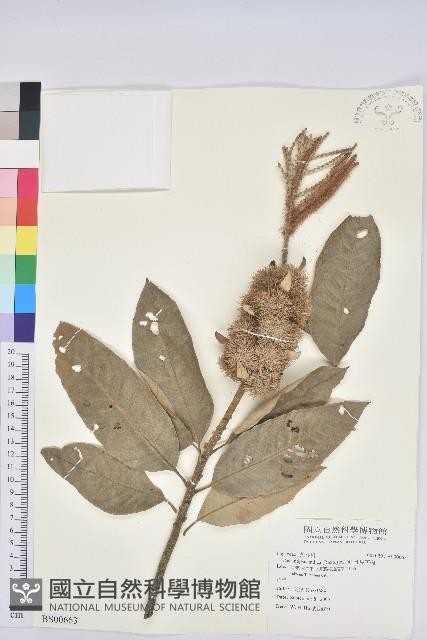 褐毛柳、阿里山柳藏品圖，第1張